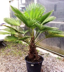 wagnerianus