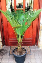 Trachycarpus_wag_4f92e36e3677c.jpg