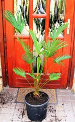 Trachycarpus_wag_4fe2efeb0c4dd.jpg