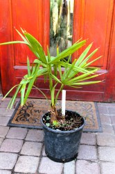 Yucca_faxoniana__52a1ca0d1ba9e.jpg