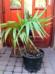 Trachycarpus_for_517fe6a2c6335.jpg