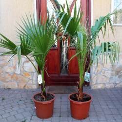 Washingtonia_p___536f5bae52118.jpg