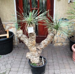 Yucca rostrata, akciós 3