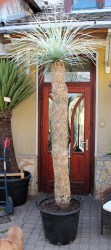 Yucca_rostrata___526d3afbe348c.jpg